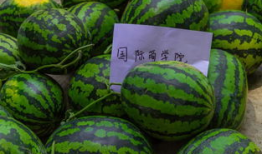 看大瓜吃瓜网,看大瓜吃瓜网带你领略明星幕后故事